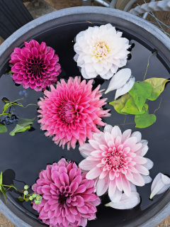 とわこさんの写真