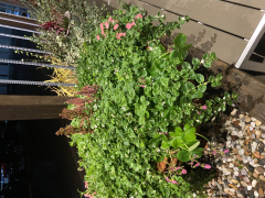 かんなさんの写真